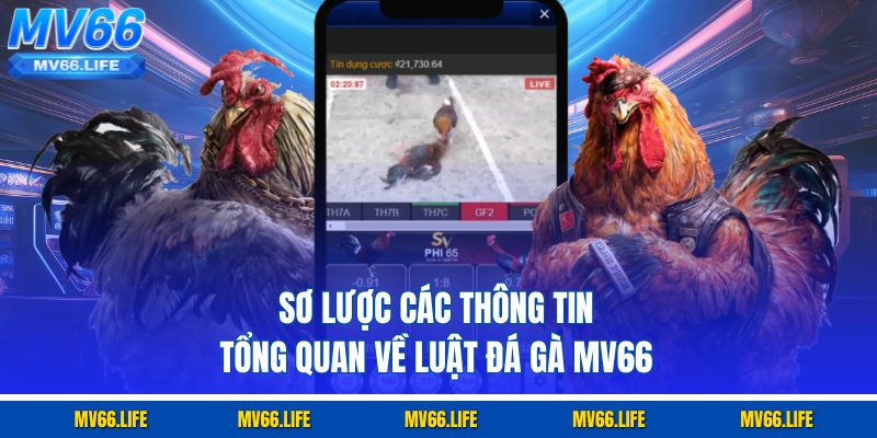 Sơ lược các thông tin tổng quan về luật đá gà Mv66