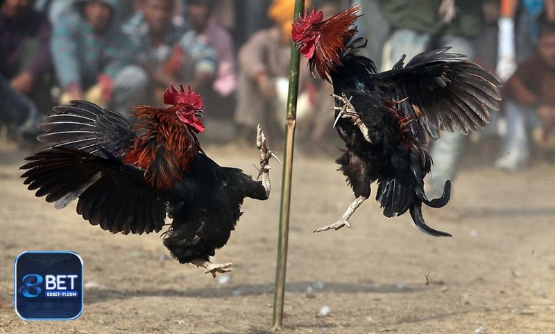 Đá Gà Online - Đá gà cựa dao: Quyết liệt, kết thúc nhanh