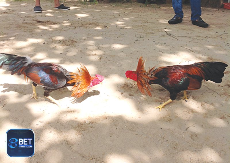 Đá Gà Online - Kèo cược phong phú: Meron, Wala, BDD