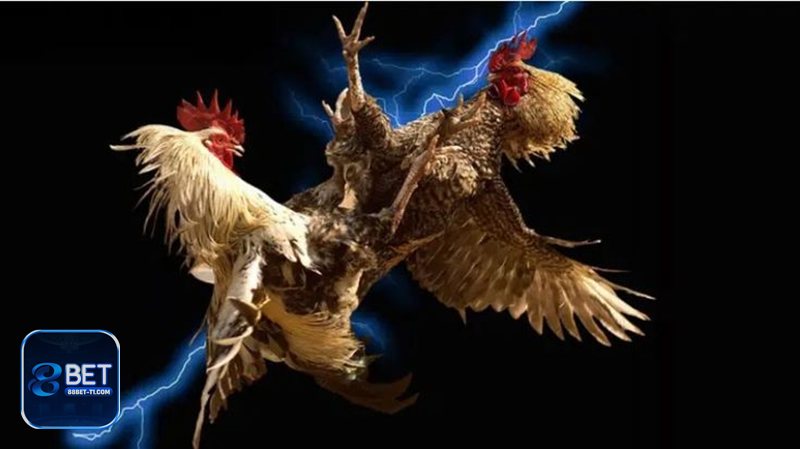 Đá Gà Cựa Sắt - Cách phân định thắng thua và vai trò trọng tài