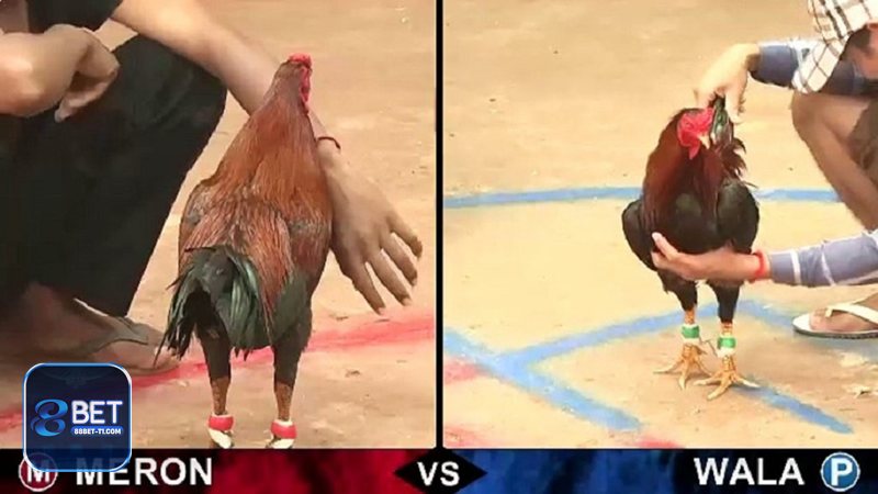 Đá gà 88BET - Tỷ lệ minh bạch, lịch sử cược dễ đối chiếu