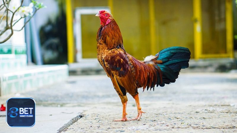 Đá gà 88BET - Minh bạch vận hành và bảo mật dữ liệu người chơi