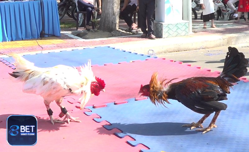 Đá gà 88BET - Hiểu luật, mốc chốt kèo và các tình huống đặc biệt