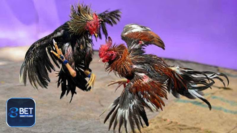 Đá Gà Online - Đá Gà Online tại 88BET có gì nổi bật?